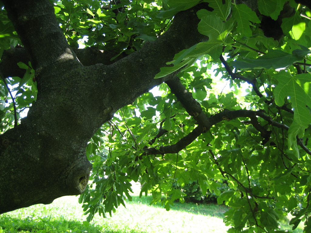 figomoro tree