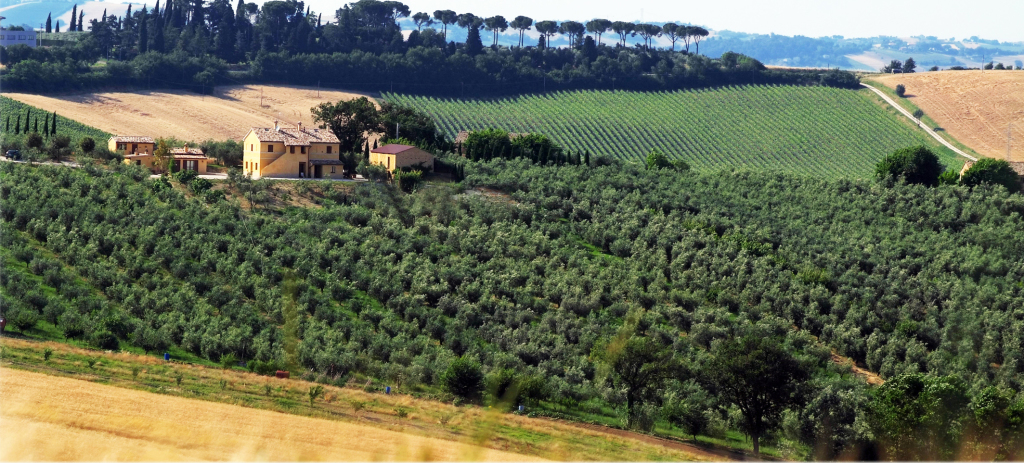 oliveto e Agriturismo Gabrielloni