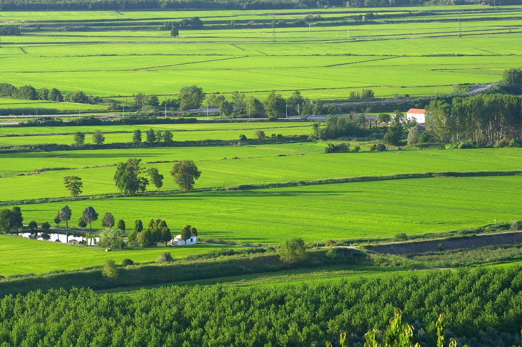 The Green Rice Fields of Vercelli